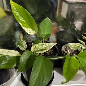 Meet your Posher, Agnes